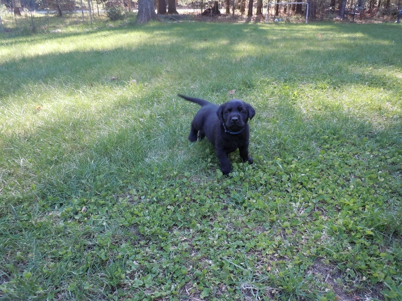 Pigeon River Labrador Puppies